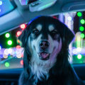 Pet-Friendly Lighting Displays in Austin, Texas: A Guide for Pet Owners